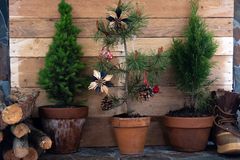 三棵盆栽的圣诞树，一棵装饰品，毗邻原木和靴子