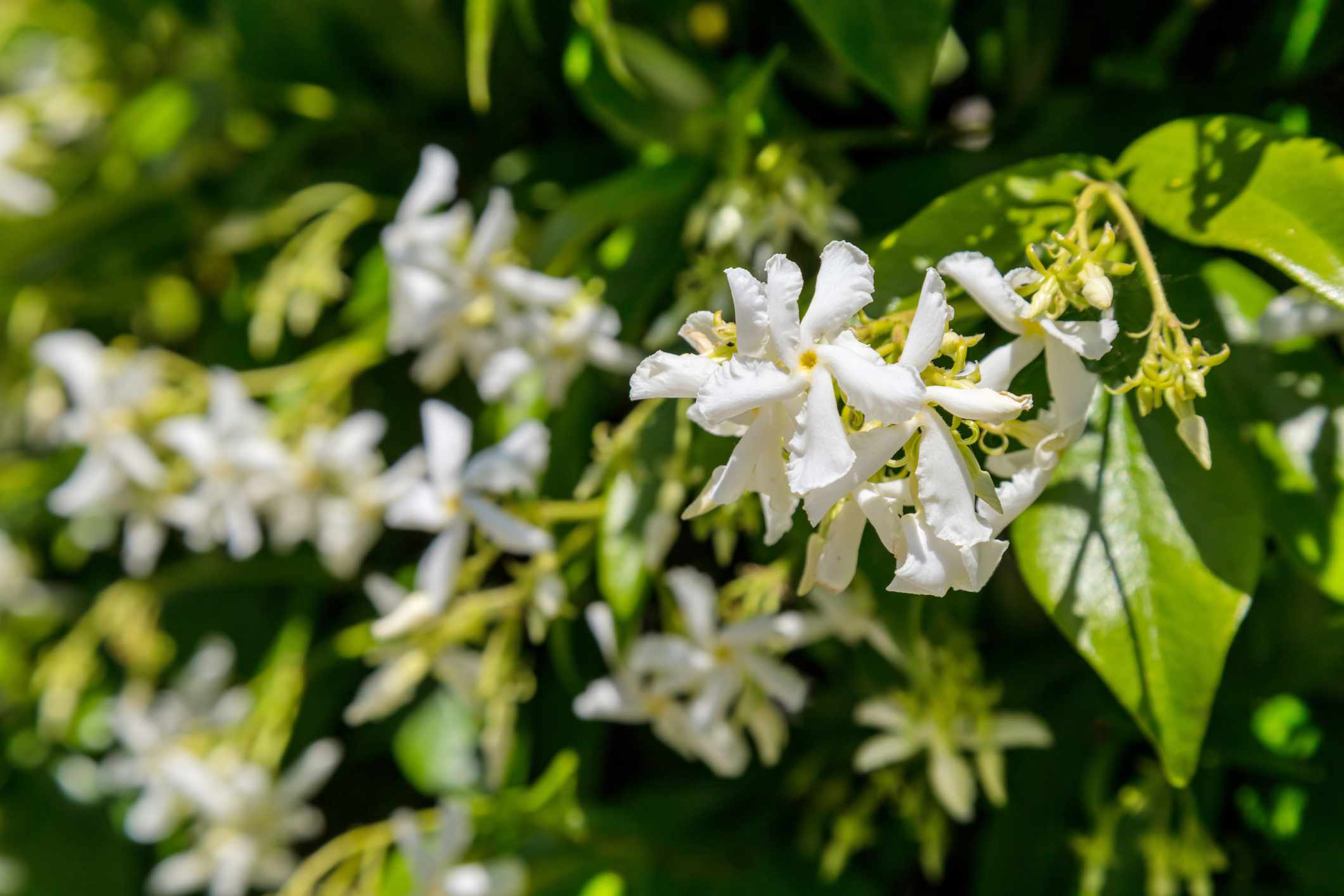 在花园里盛开的茉莉花丛的特写＂width=