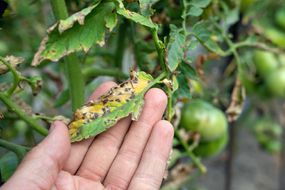 在番茄Septoria叶斑病。被疾病和害虫的番茄叶子