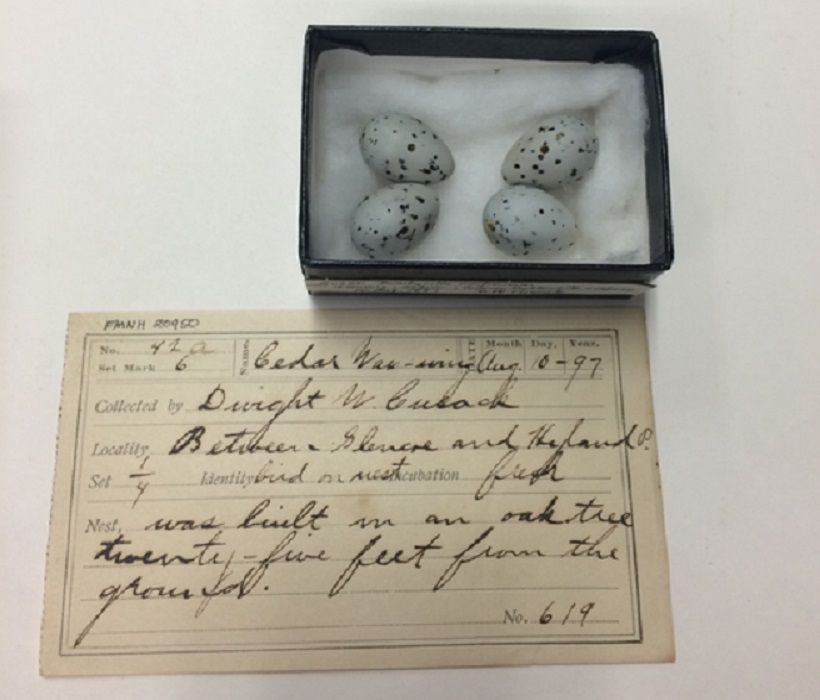 菲尔德博物馆1897年收藏的雪松蜡翼蛋。＂width=