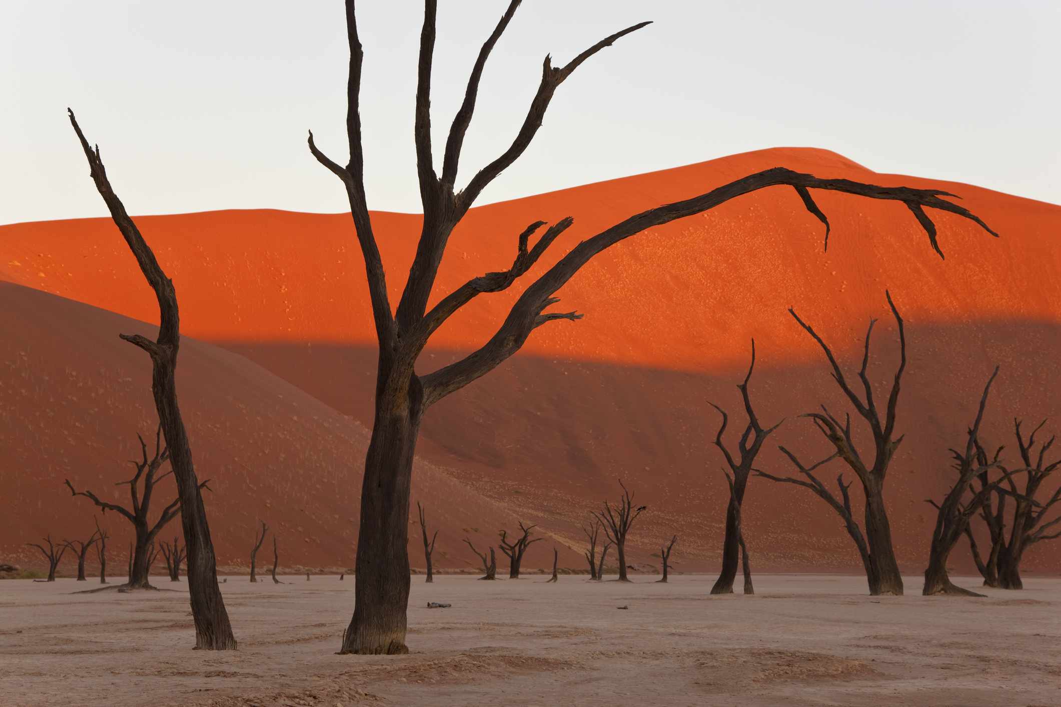 死树在干燥的粘土锅与红色沙丘的背景