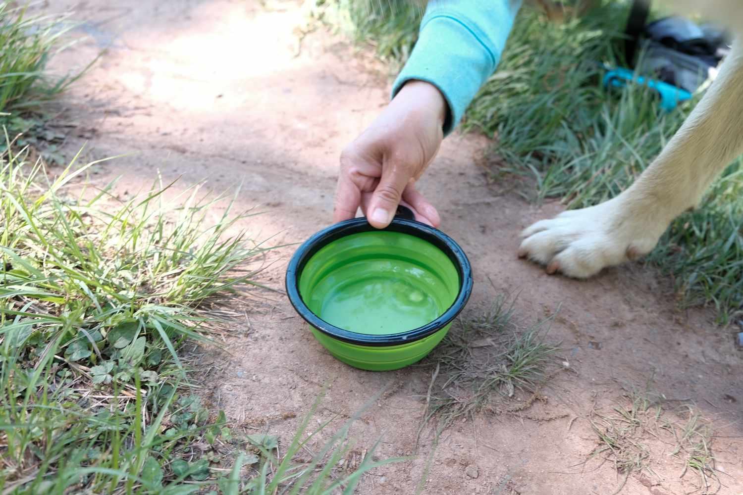 妇女把装有水的可折叠碗放在地上给狗狗喝