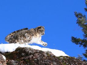 雪豹从白雪覆盖的山上跳跃而下，身后是明亮的蓝天＂width=