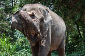 一只亚洲象的肖像，印度尼西亚＂width=