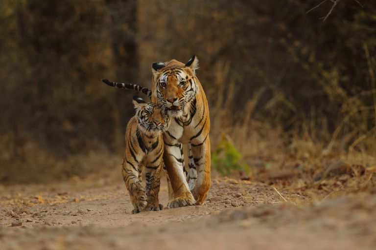 两个孟加拉虎在自然栖息地”class=