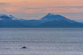阿拉斯加布里斯托尔湾的Humpaback鲸鱼“width=