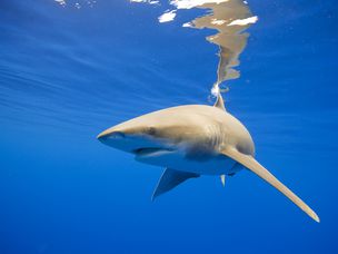 海洋白鳍鲨的水下视图