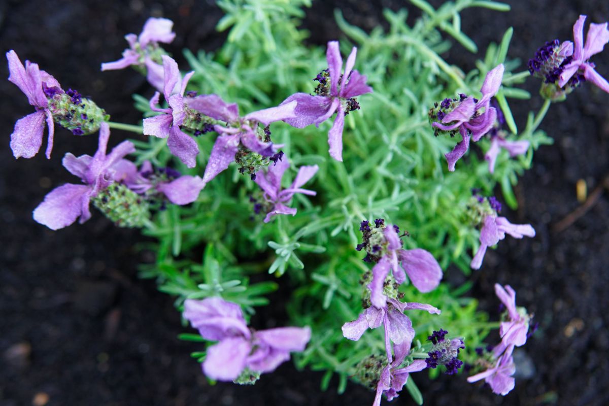 上面的迷迭香药草和紫色的花＂width=