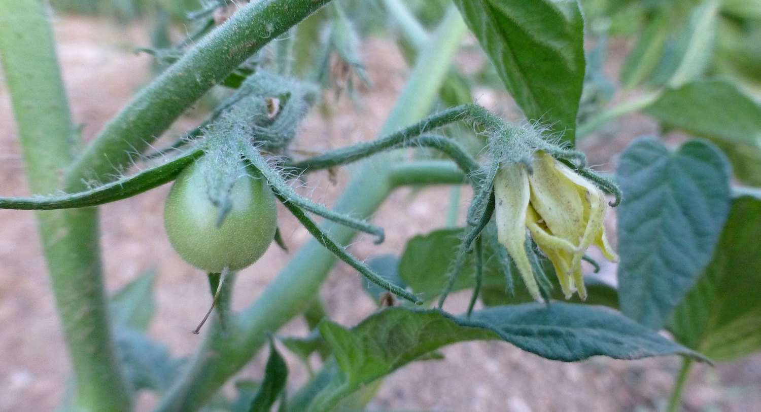 一颗孤零零的、弹子大小的未成熟绿番茄长在藤蔓上