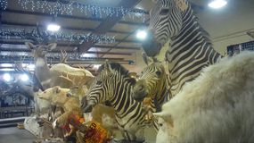 斑马和其他出售的动物标本剥皮剂
