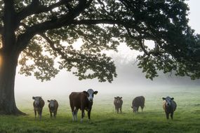 雾蒙蒙的早晨，橡树下的牛群