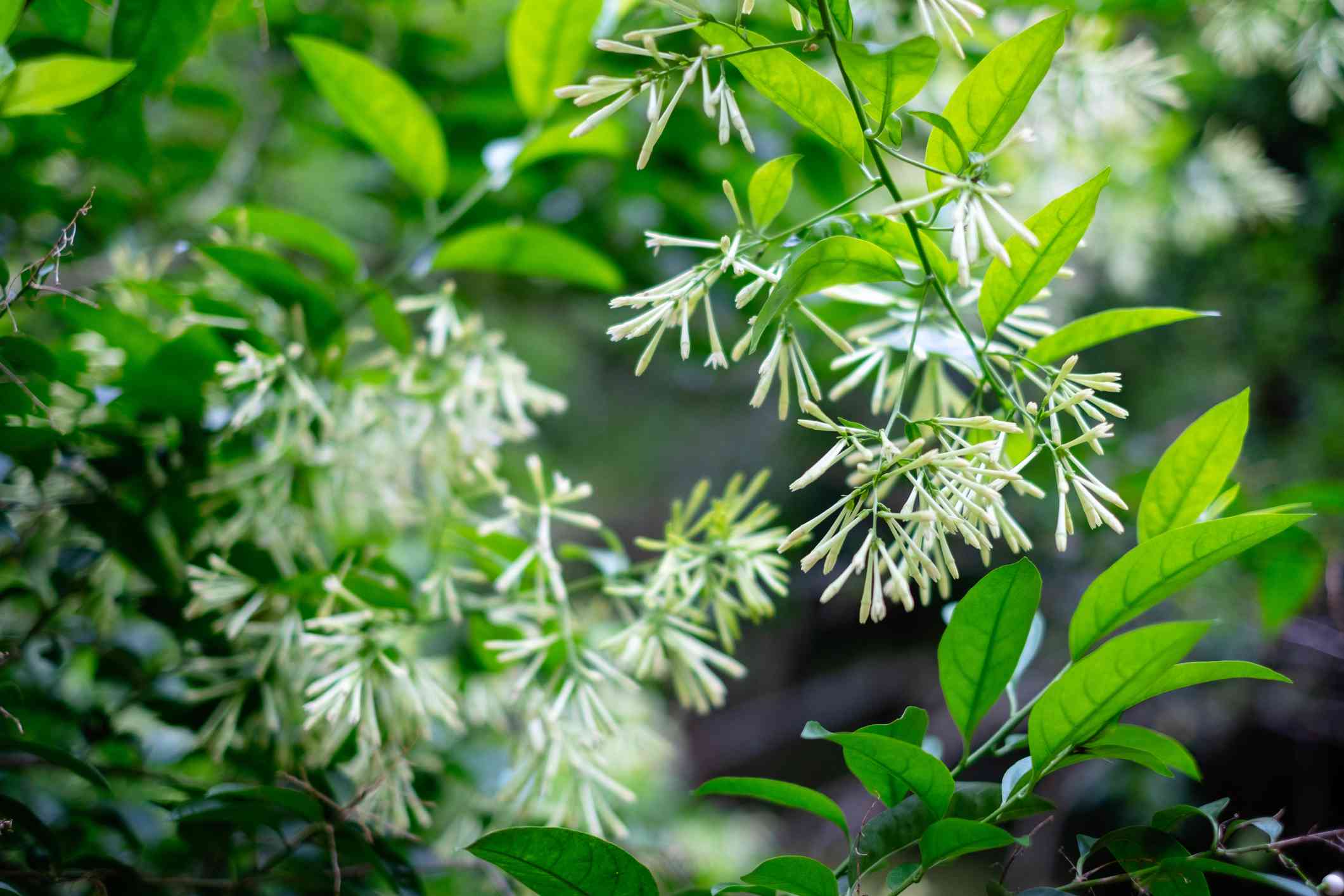 夜间盛开的茉莉花，有花和绿叶