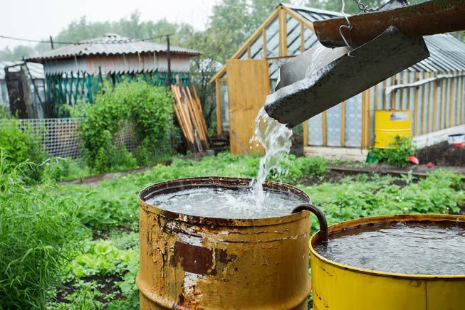 雨桶收集水花园