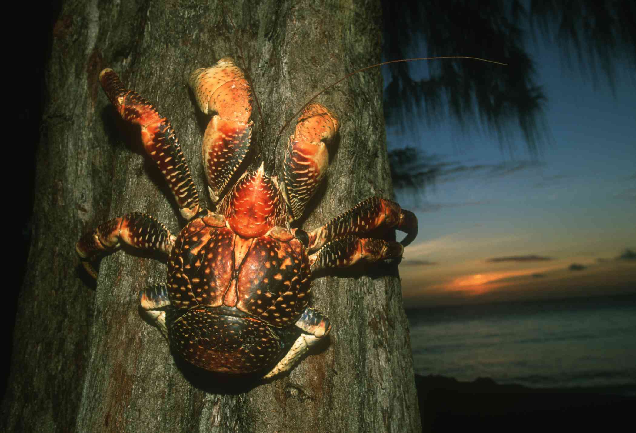一个大的橙色螃蟹在日落时攀登一棵椰子树