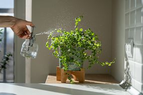 手用玻璃喷雾器刷新和增加水分的榕树室内植物