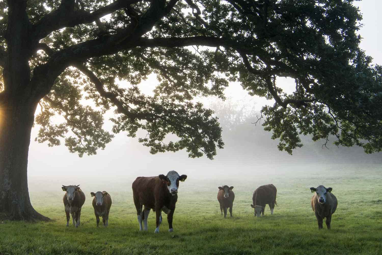 雾蒙蒙的早晨，橡树下的牛群＂class=