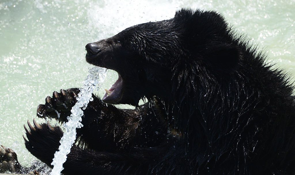 一只黑熊试图从喷水中喝水。＂width=