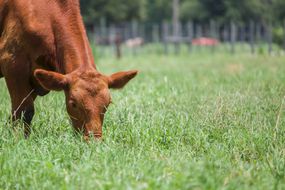 牛在阳光明媚的一天在草地上放牧“width=
