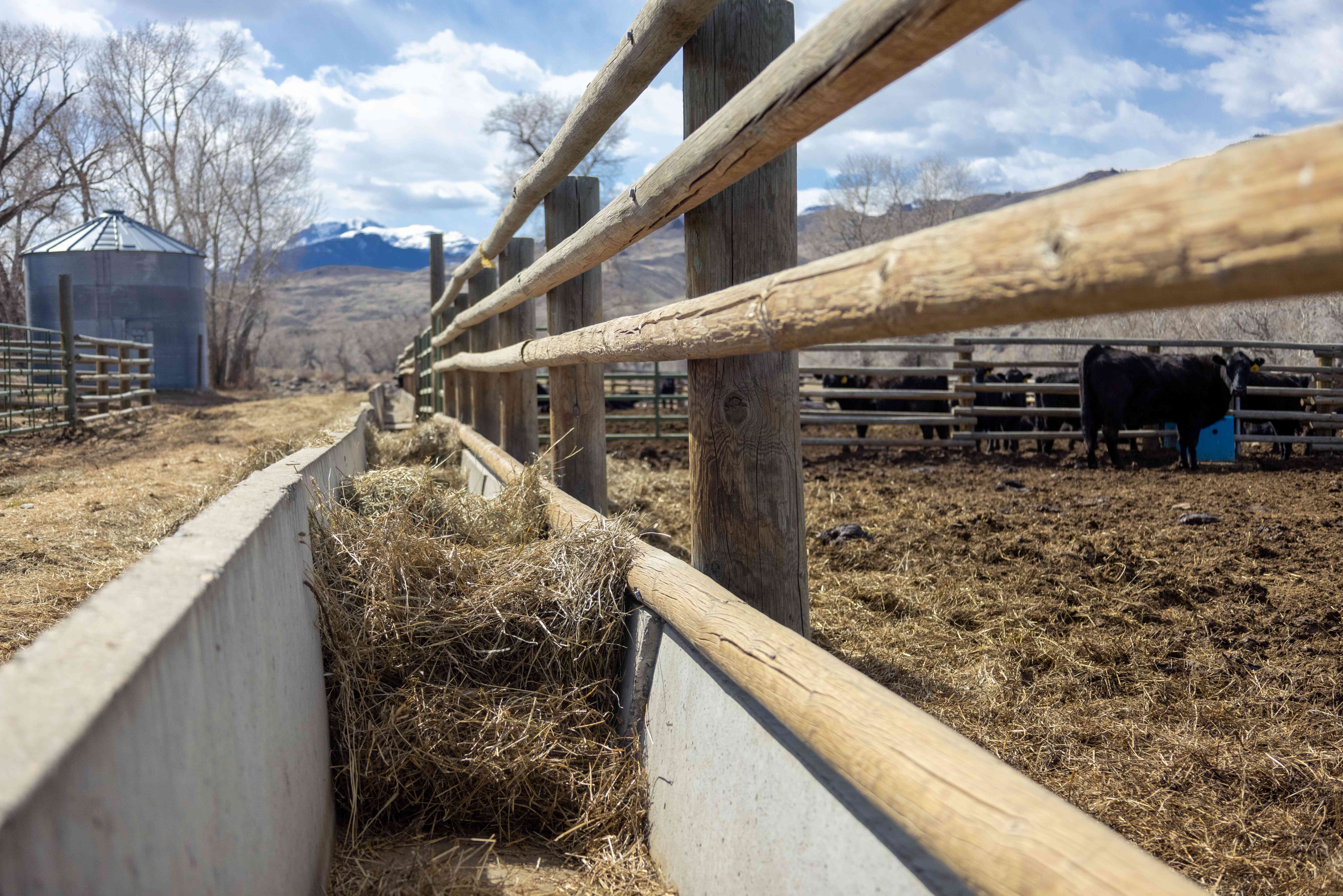 低镜头的水泥和木材干草槽牛与雪山的背景