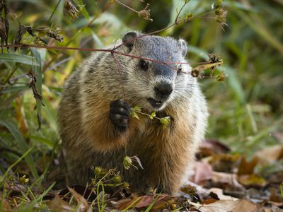 groundhog surrounded by dry leaves and small plants