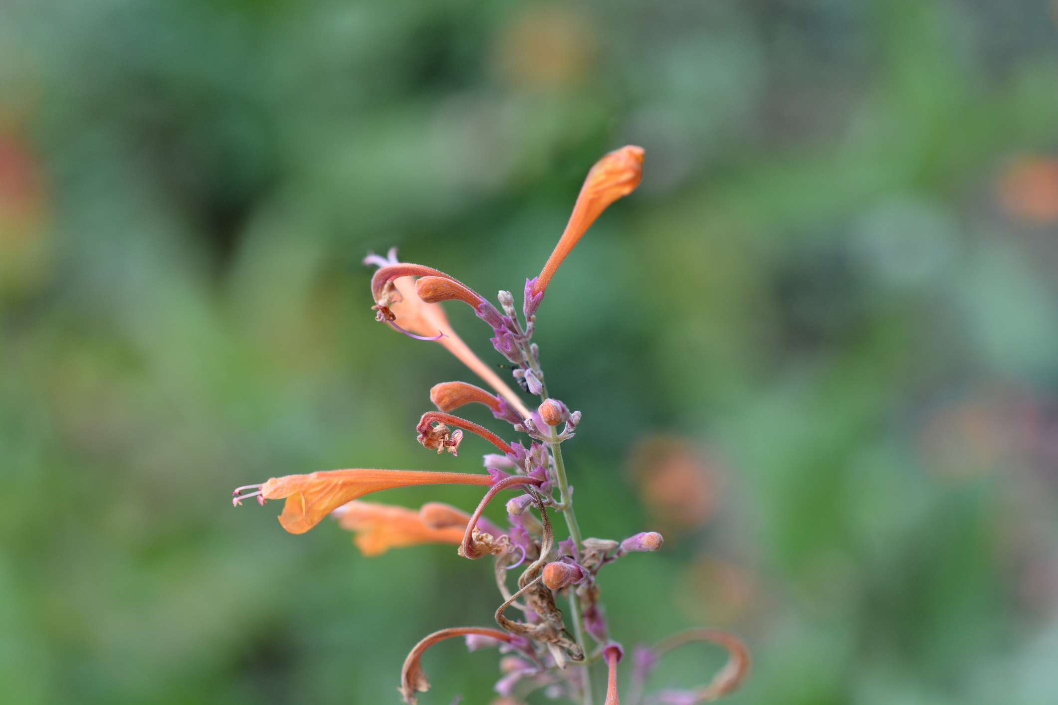 探戈蜂鸟薄荷(Agastache aurantiaca)＂width=