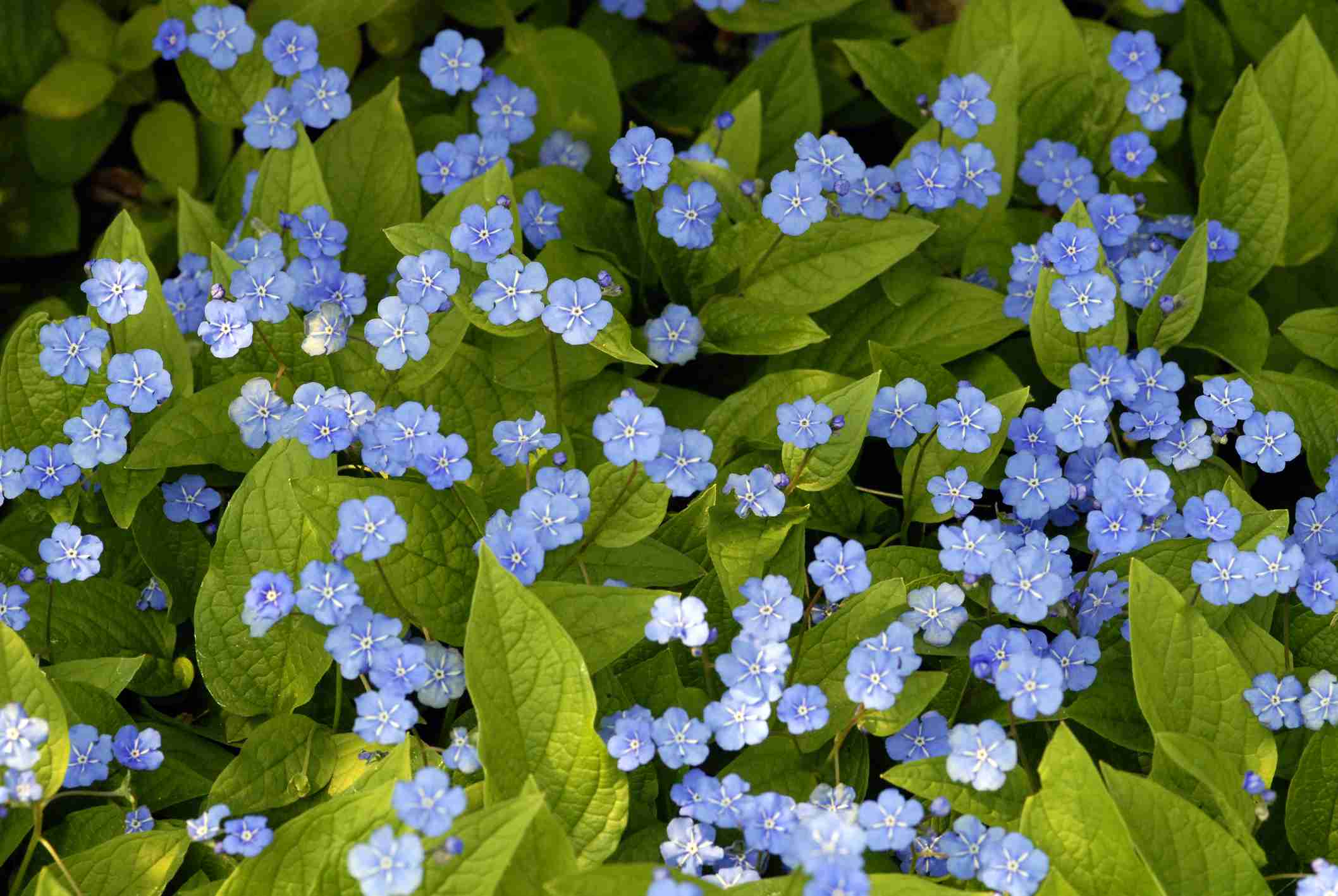 几十朵淡蓝色的勿忘我小花被淡绿色的叶子包围着＂width=