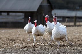 11月26日，美国加州索诺玛:距离感恩节还有不到一周的时间，2013年11月26日，在加利福尼亚州索诺玛的威利伯德火鸡农场，火鸡在火鸡群中漫步。据估计，美国有4600万只火鸡在感恩节期间被烹饪和食用。