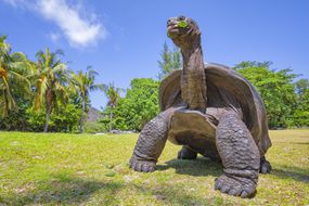 一只aldabra巨人的乌龟，脖子伸出了植物。