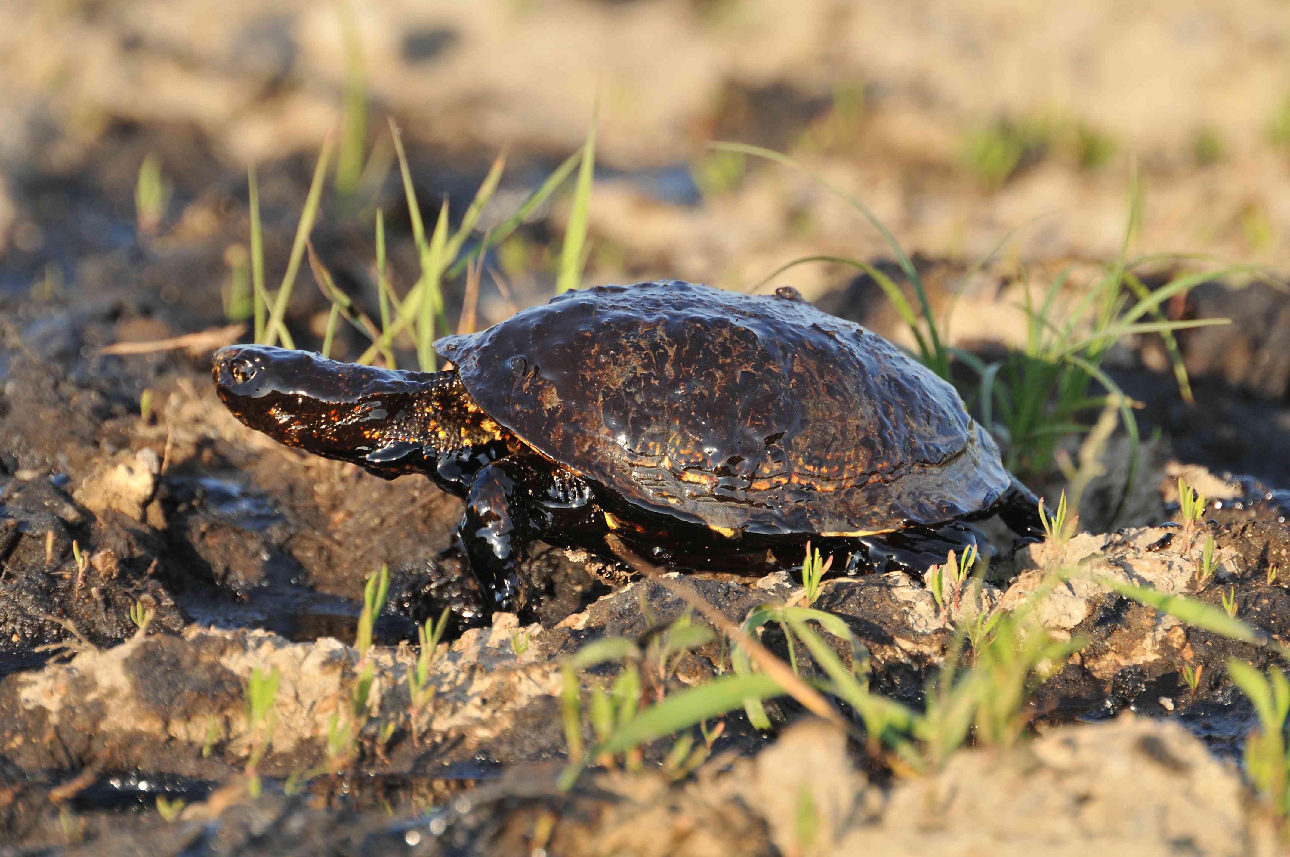 由于阿莫科加的斯石油泄漏，海龟被石油覆盖＂width=