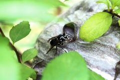 黄蜂或黄蜂爬回灌木丛中隐藏的灰色巢