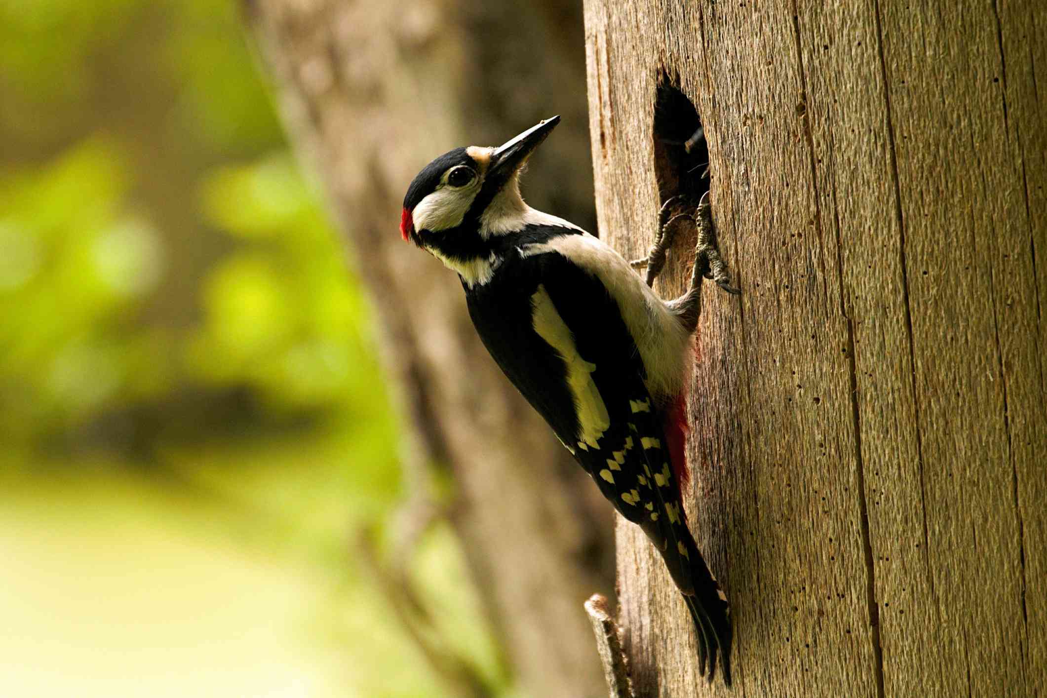 啄木鸟在树干上的特写，栖息在一个洞上。＂width=
