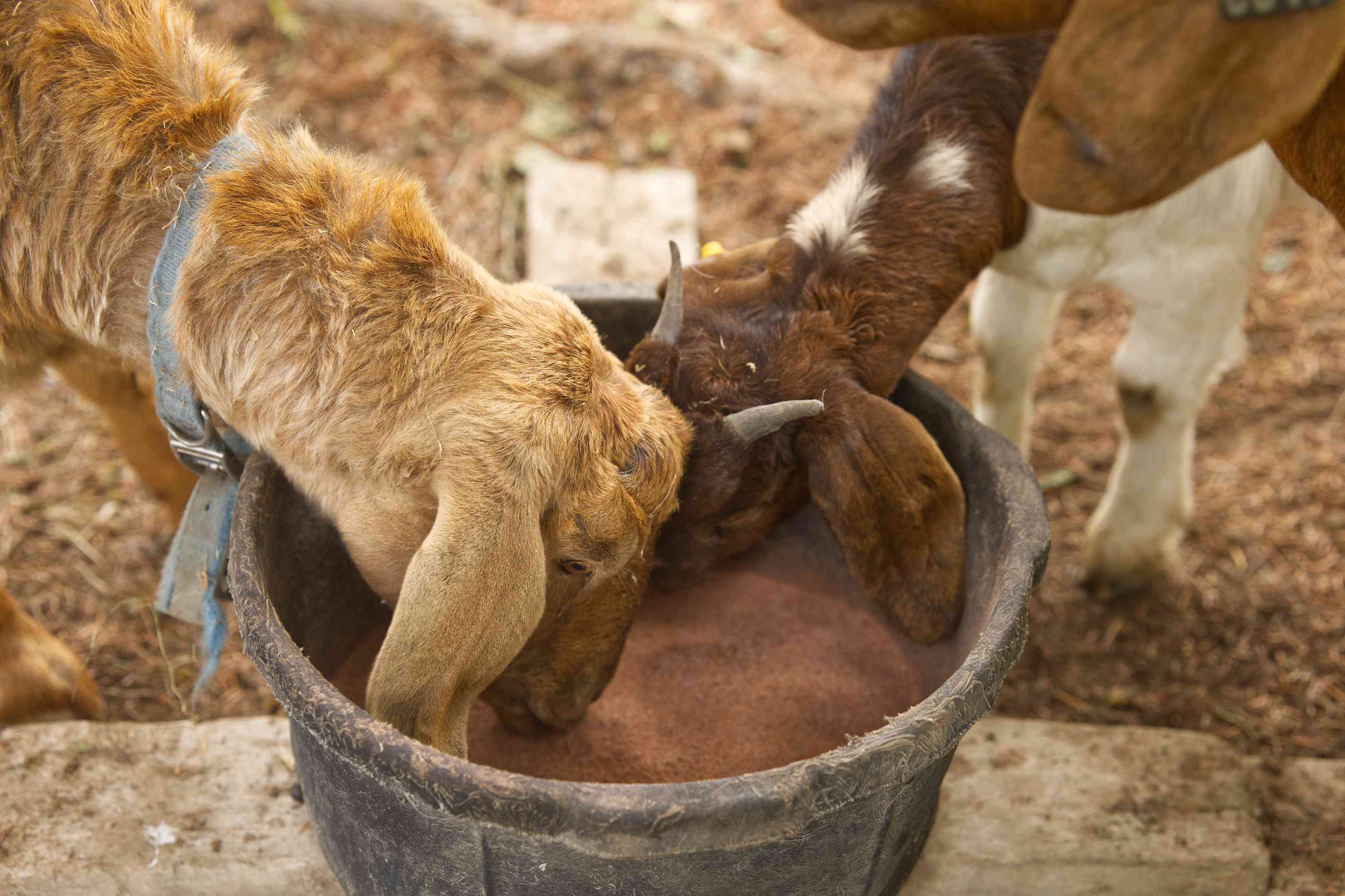 棕色和棕褐色的山羊吃了尘土农场碗中的矿物质补品