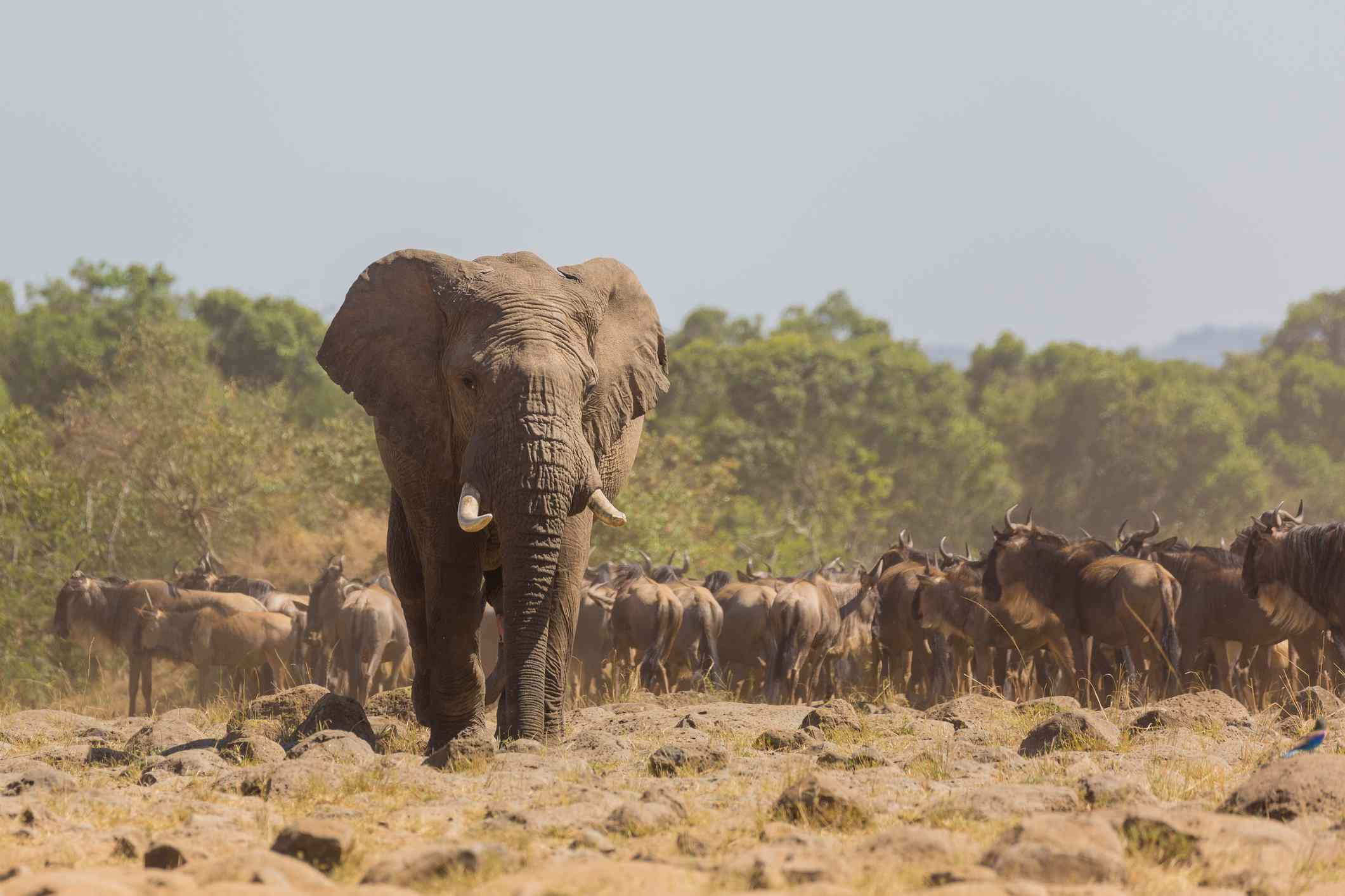 前景中，一头大象站在岩石嶙峋的草地上，身后是一群动物和树木。＂width=