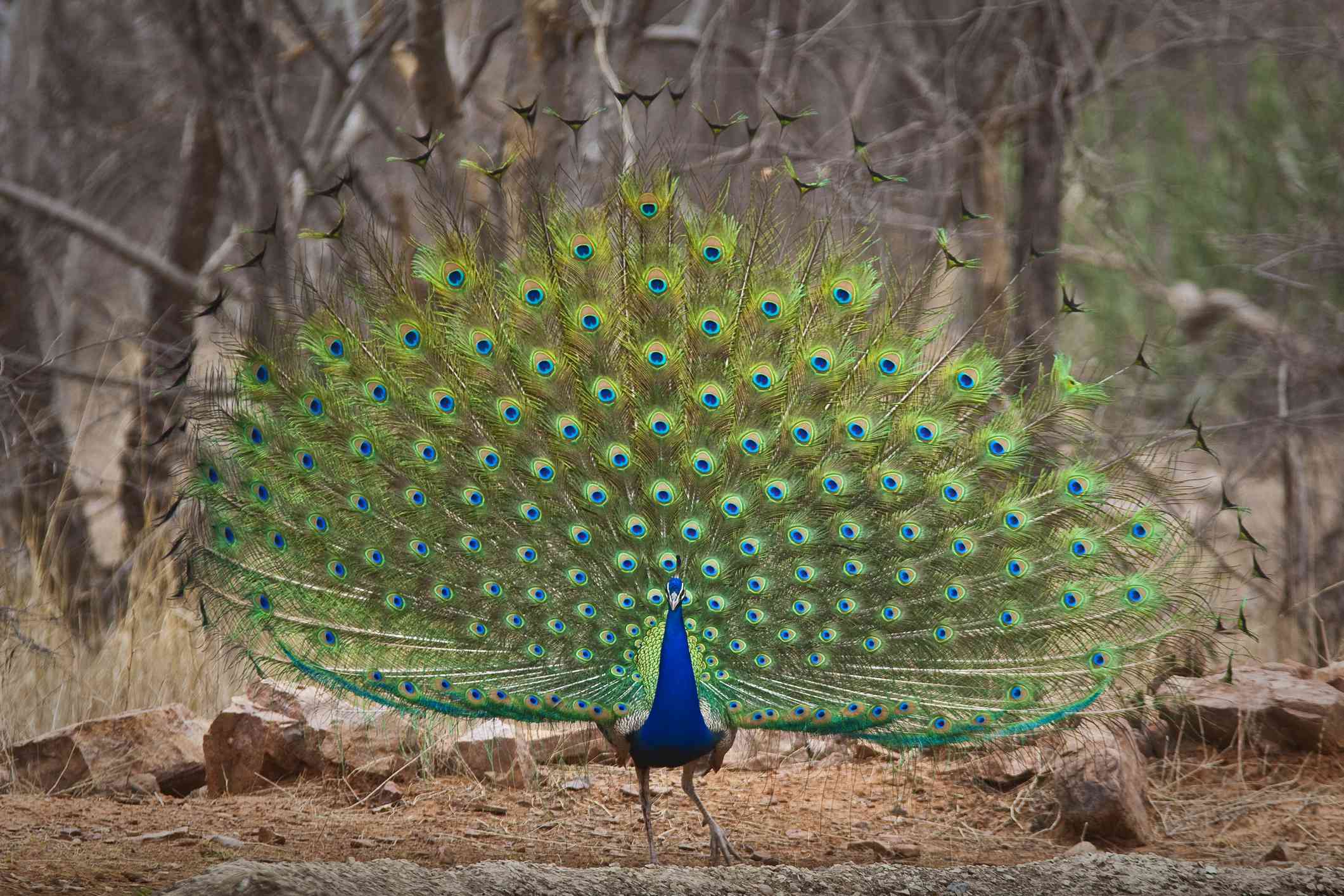 一只蓝绿相间的孔雀站在森林里，展示着它的尾羽