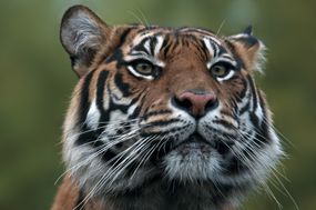 Sumatran Tiger肖像“width=