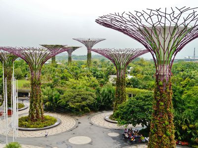 超级树Grove在新加坡花园的海湾在植物环境中显示巨大的五彩缤纷的“太阳树”。