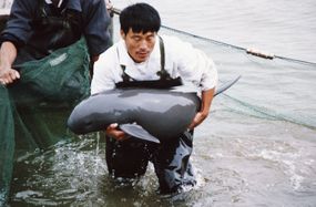 在长江淡水海豚受到威胁消失”width=
