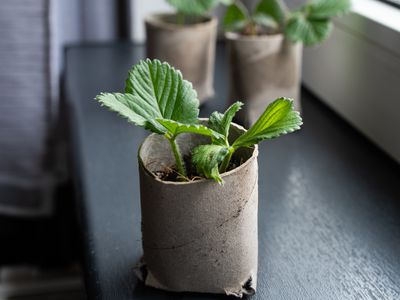 很像种子一样卫生纸卷里面有小植物栽培的起动器