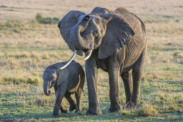 非洲稀树草原大象和婴儿“class=