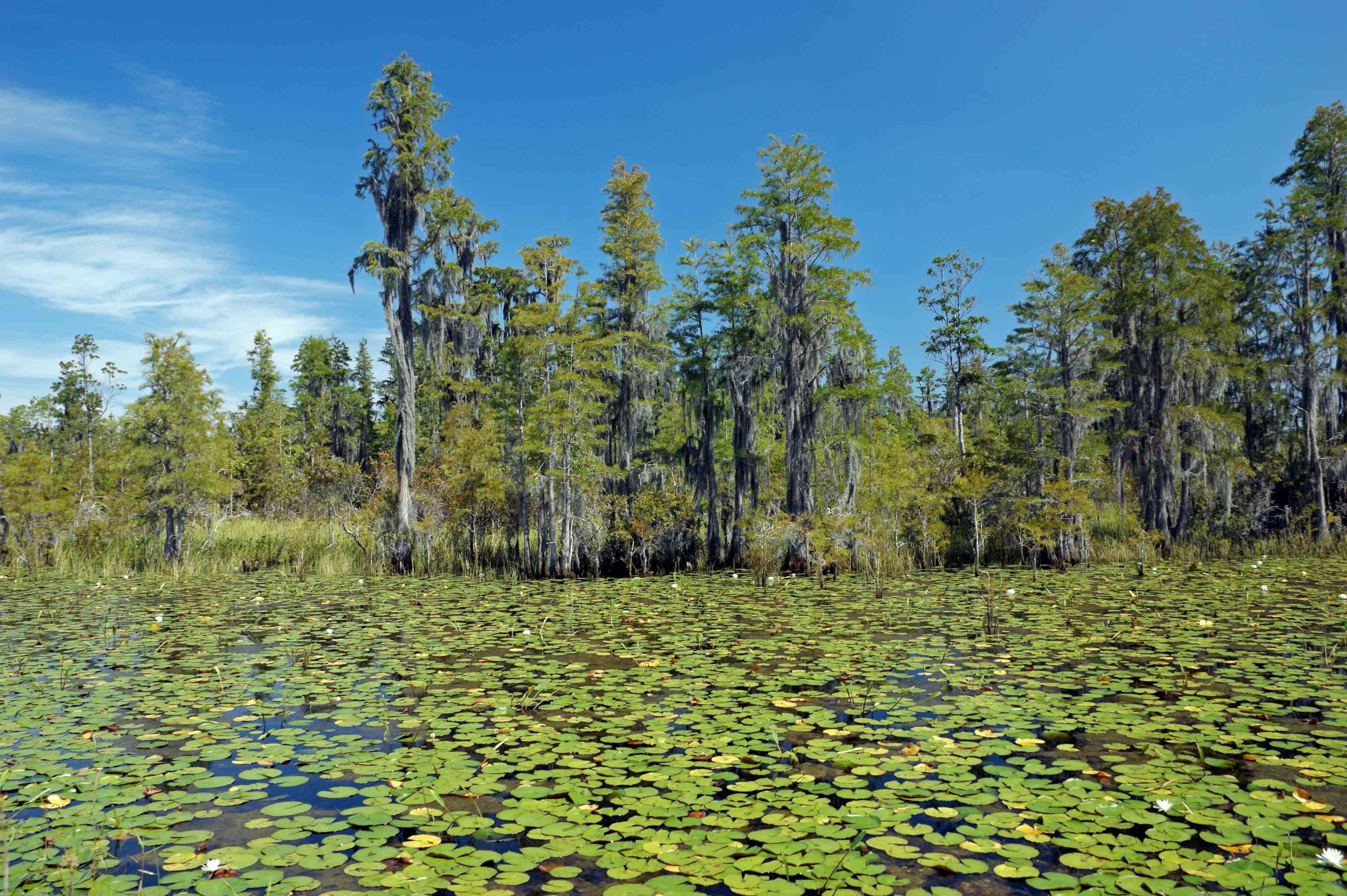 奥克弗诺基沼泽的水面上长满了绿色的睡莲，远处有高大的绿树＂width=