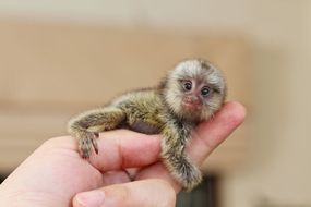 极其微小的猴子，一只侏儒狨猴，握紧人类手掌的中指和拇指