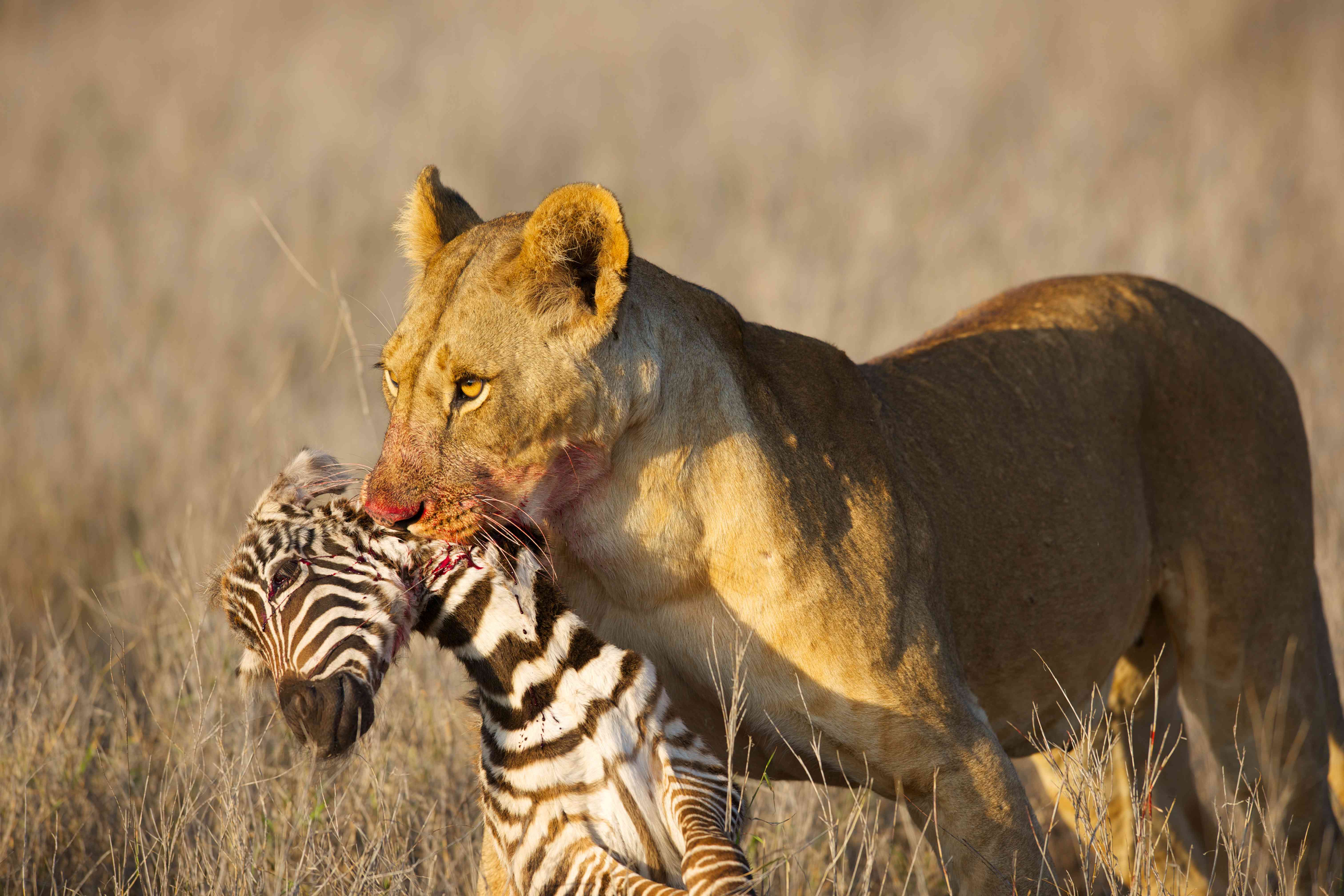 一只鼻子和嘴都是血的母狮叼着一只死去的小斑马的脖子。＂width=