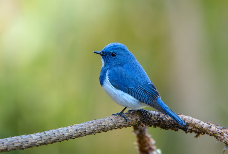 泰国的深蓝色捕蝇鸟