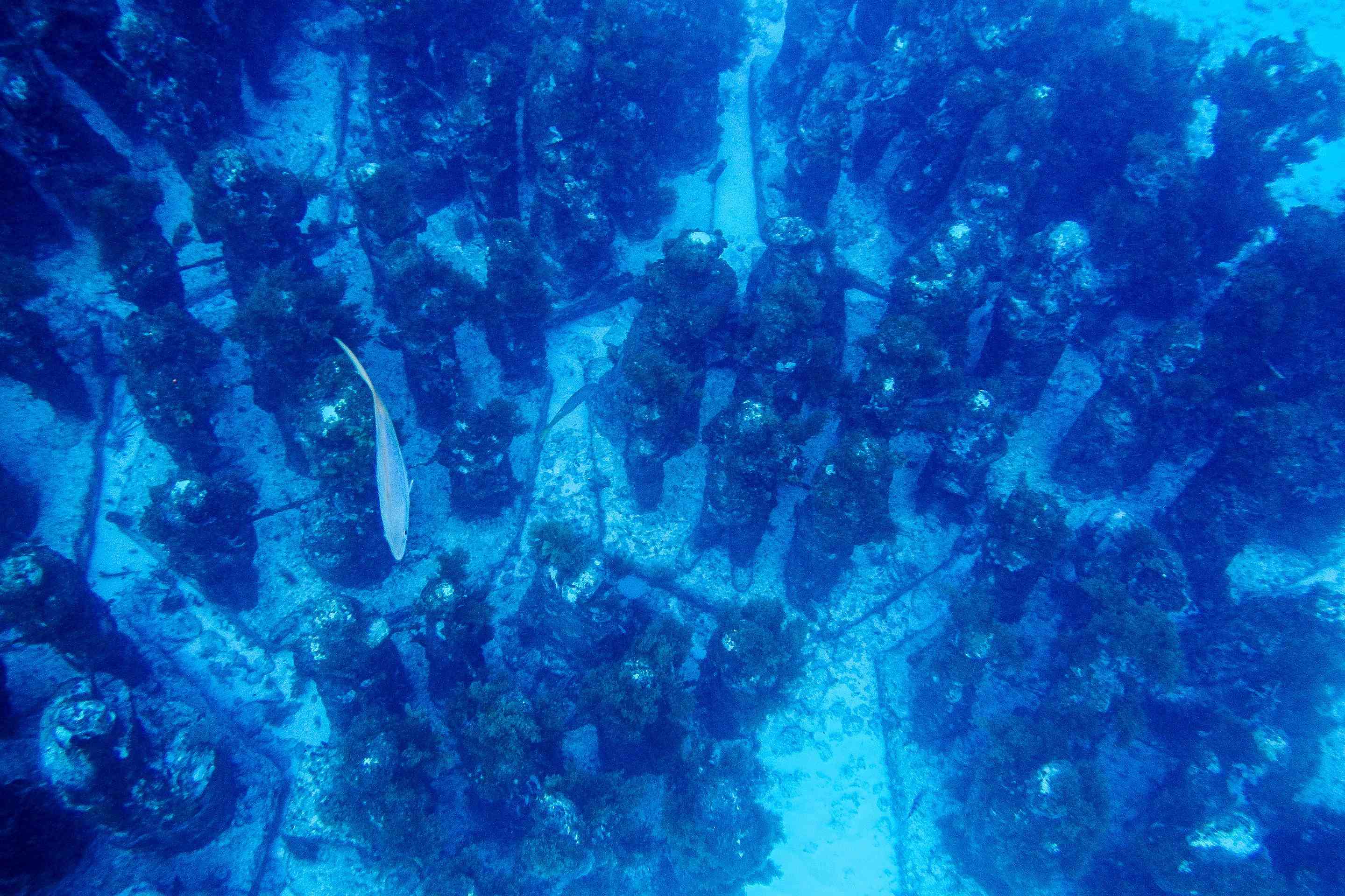 一组海底的水下雕像，上面游着一条鱼