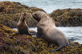两只海狮站在长满海带的岩石上。
