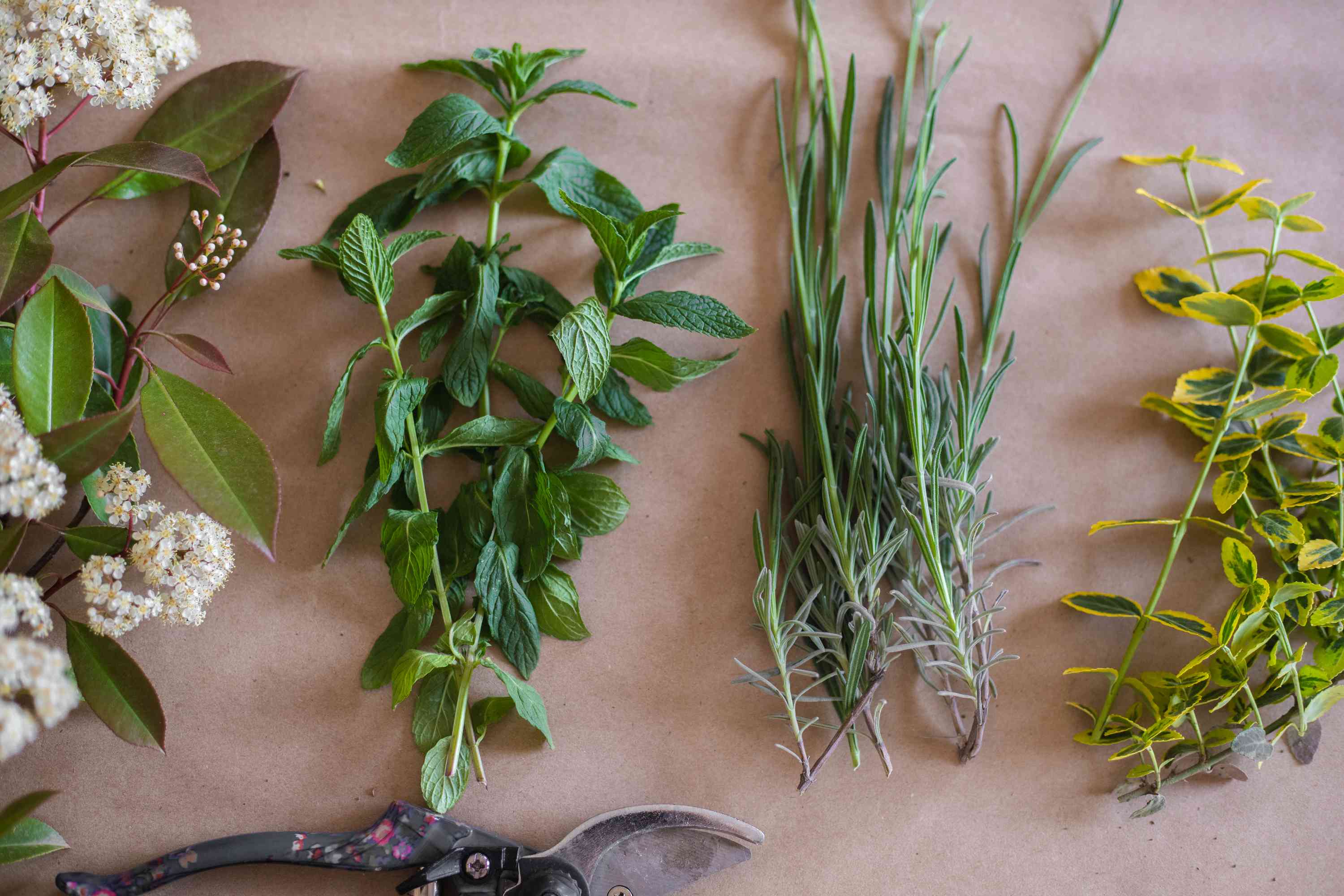 用园艺工具把各种各样的草药插枝放在桌子上
