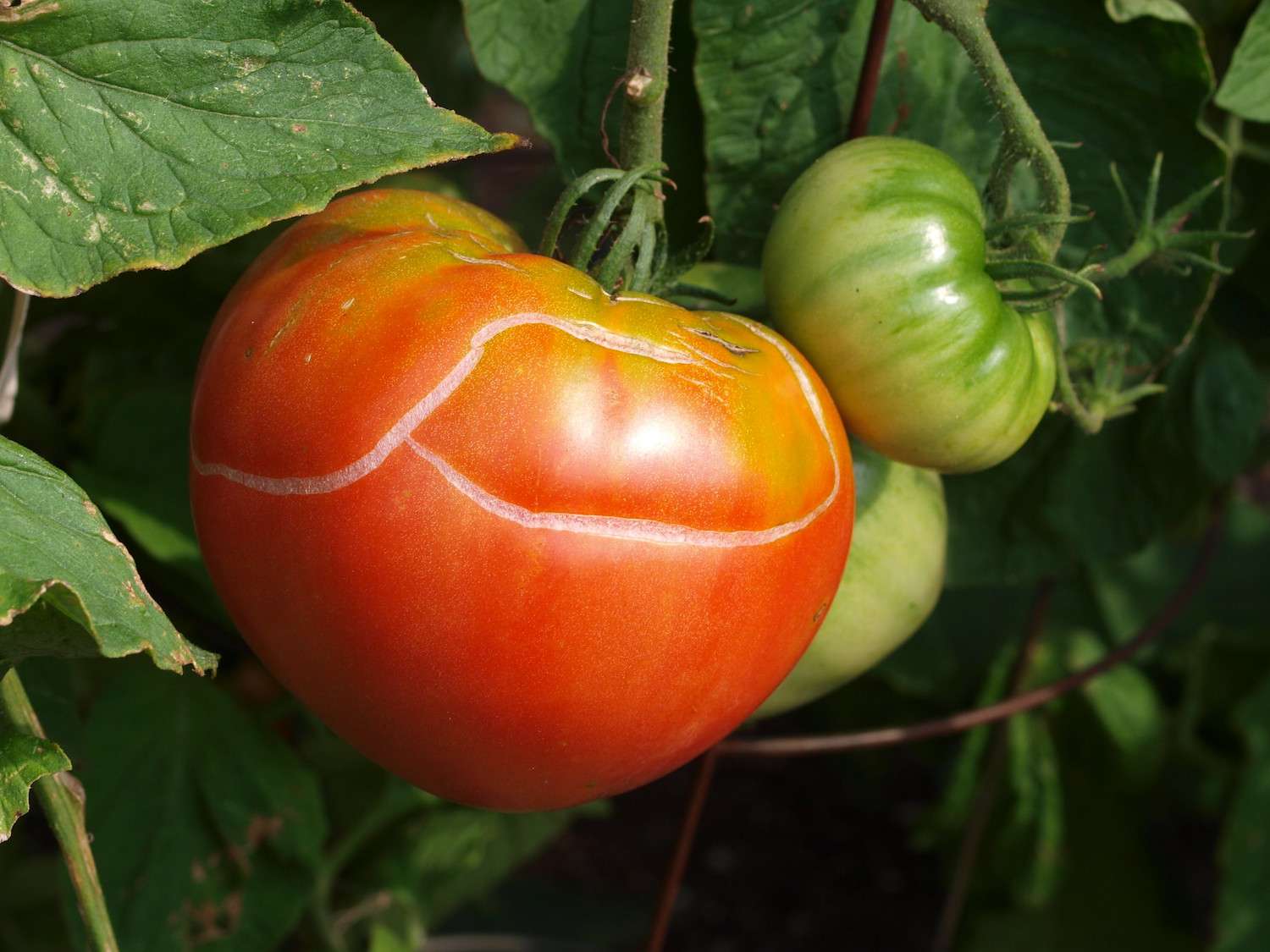 一个橘红色的大番茄挂在藤蔓上