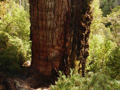 El Gran Abuelo cypress in Chile