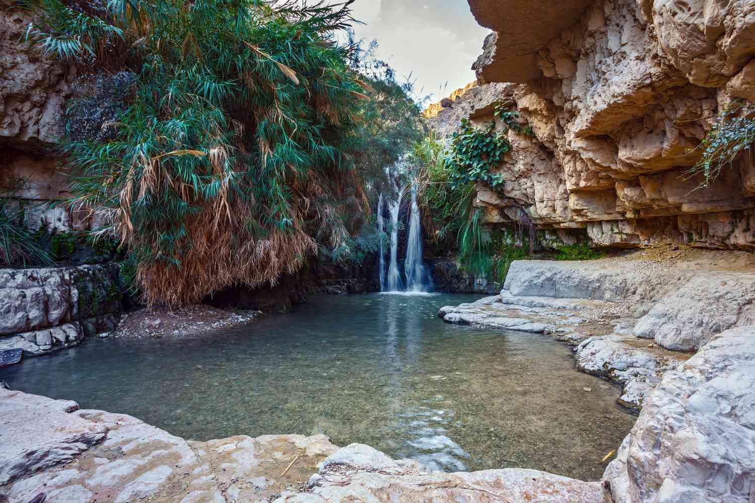 池塘用清水和岩层和棕榈树环绕的瀑布位于恩戈地国家公园,以色列