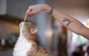 一只塞尔柯克猫的鼻子被一只手在纹身的手臂上碰了一下。